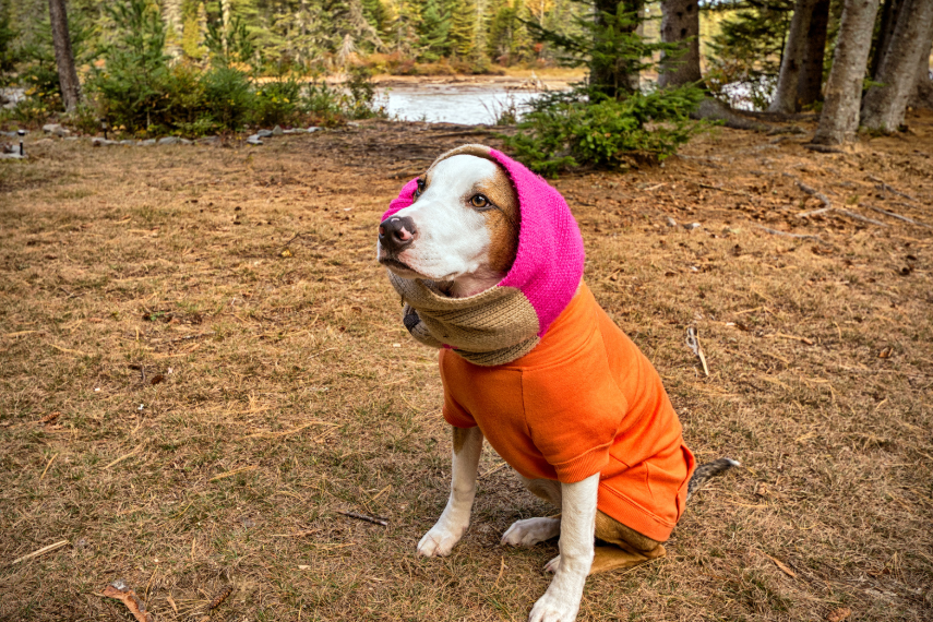 Factors That Change How Cold Is "Too Cold" for Your Specific Dog