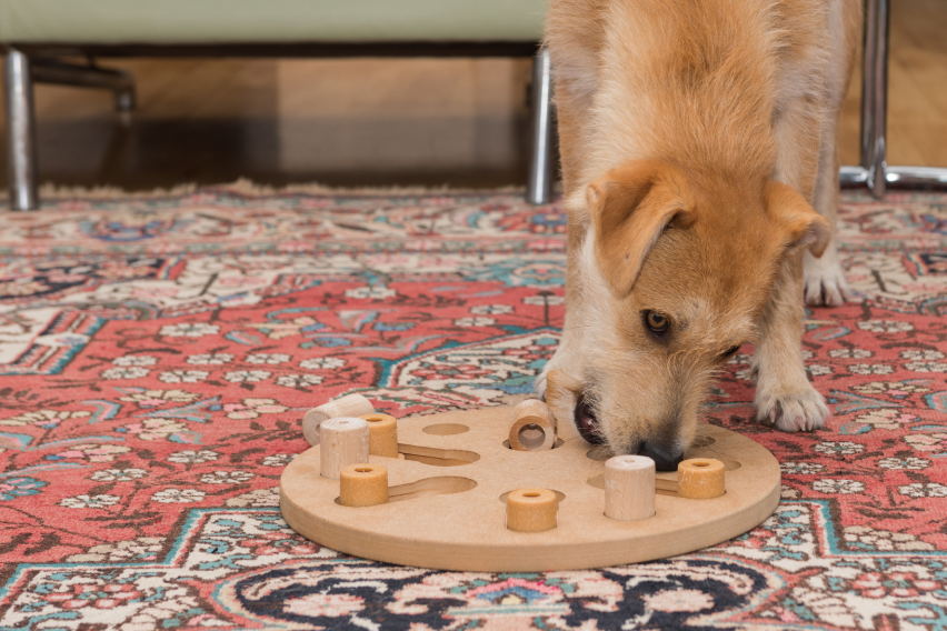Idea #4: Puzzle Toys and Treat-Dispensing Balls