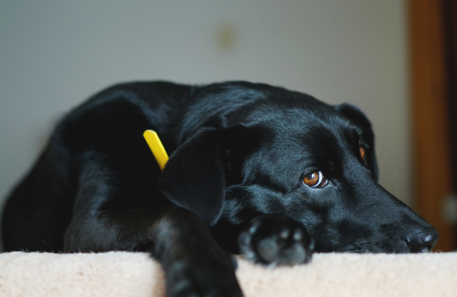 The Most Common Behavioral Issues in Bossier City Rescue Dogs
