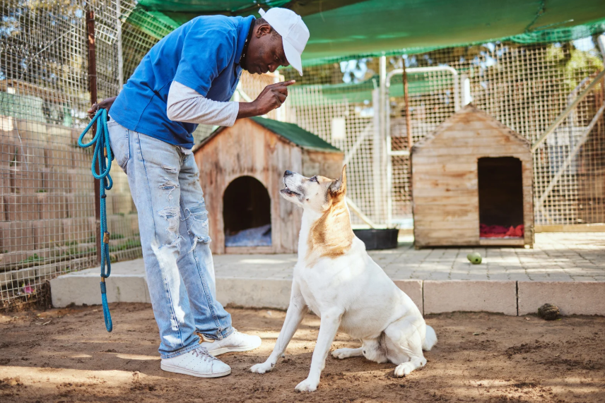 What Professional Training Actually Provides for a Rescue Dog