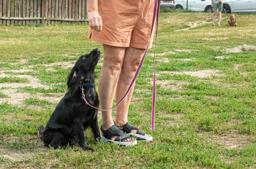 What Professional Training Looks Like for an Older Dog