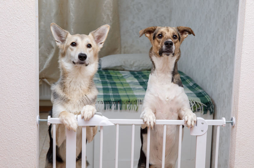 Before You Bring the Second Dog Home