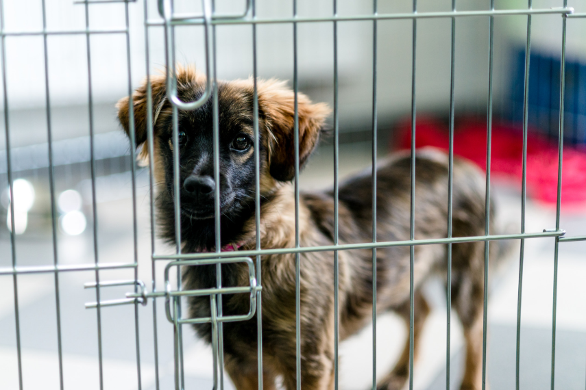Choosing the Right Crate
