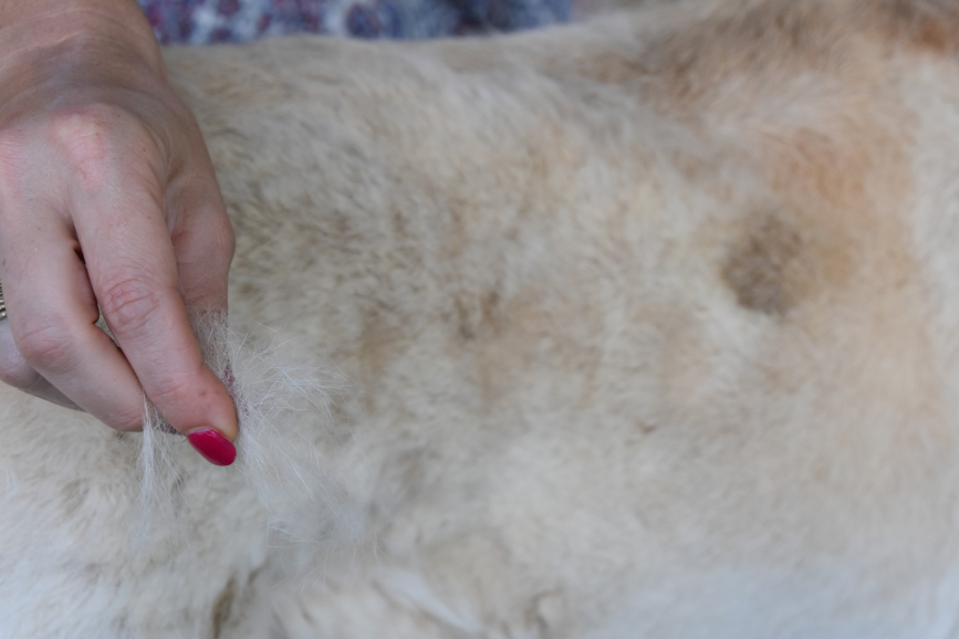 When to Take Your Dog to the Vet