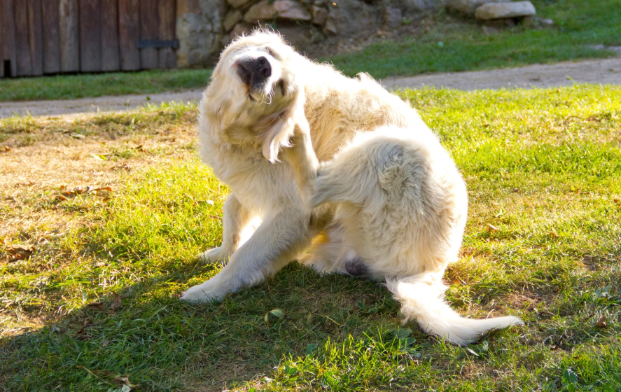The Most Common Signs of Spring Allergies in Bossier City Dogs