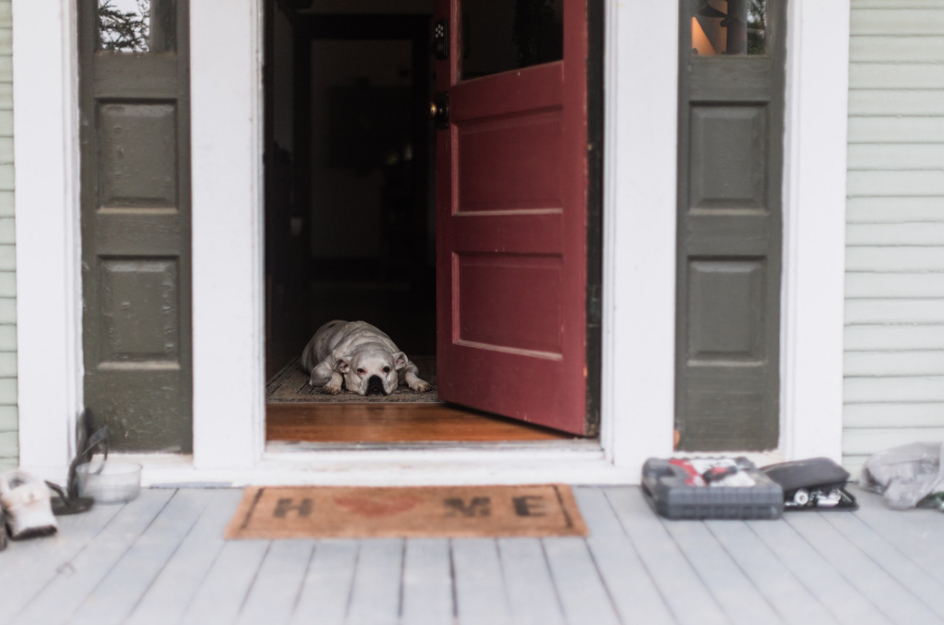 The Signs Your Dog Is Truly Struggling, Not Just Startled