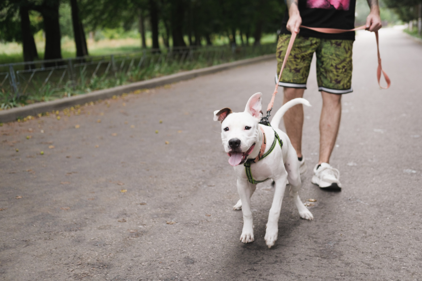 Why Most Dogs With Real Issues Need Both