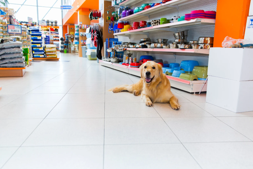 Where to Safely Socialize Your Dog in Bossier City