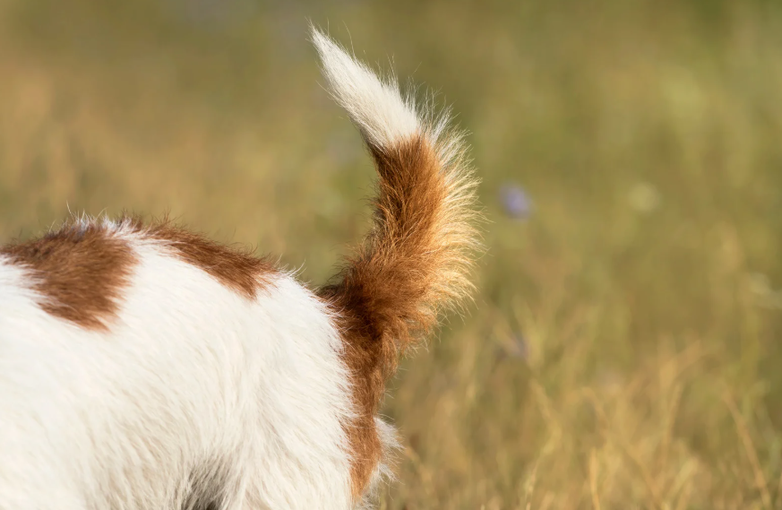 The Tail: Why Wagging Doesn't Always Mean Happy