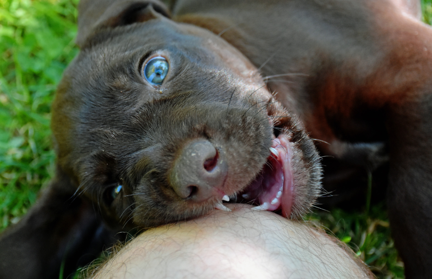 The Step-by-Step Method to Stop Puppy Biting