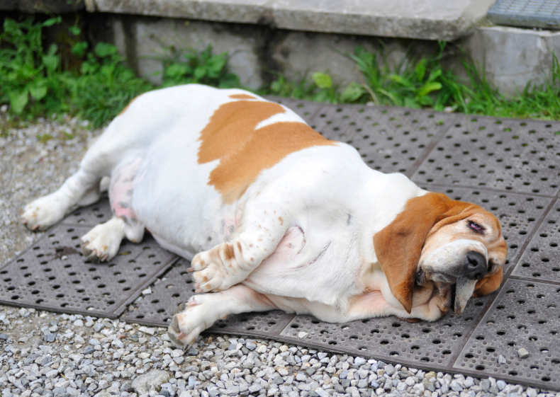 Dogs at Higher Risk in Bossier City
