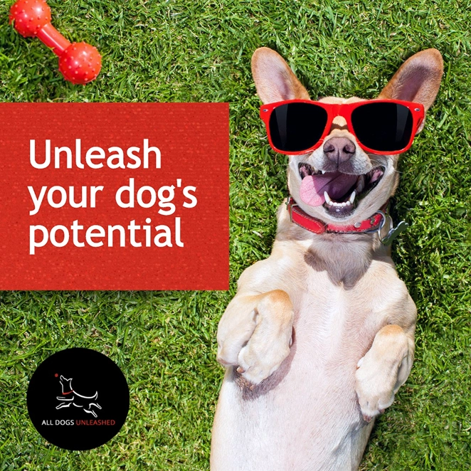 Why All Dogs Unleashed is the Best Choice for Dog Training in Dallas