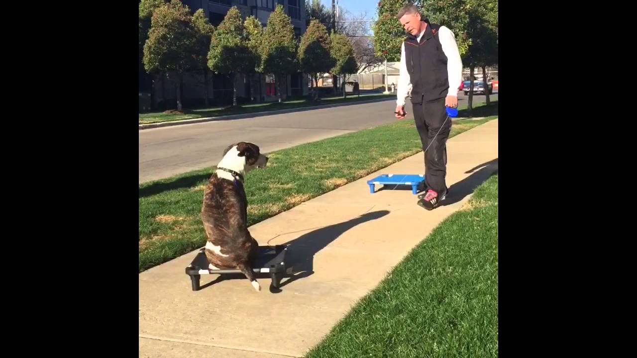 Maxresdefault at All Dogs Unleashed Denver