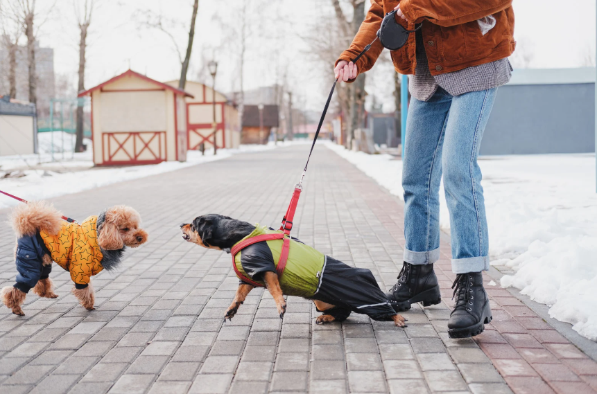 Common Trail Triggers for Reactive Dogs in Des Moines