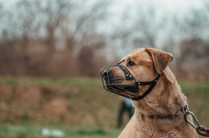 Five Techniques to Manage and Reduce Dog-Directed Aggression on Walks
