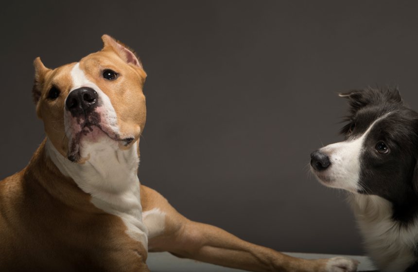 Socializing Adult and Rescue Dogs: Adjusting the Timeline