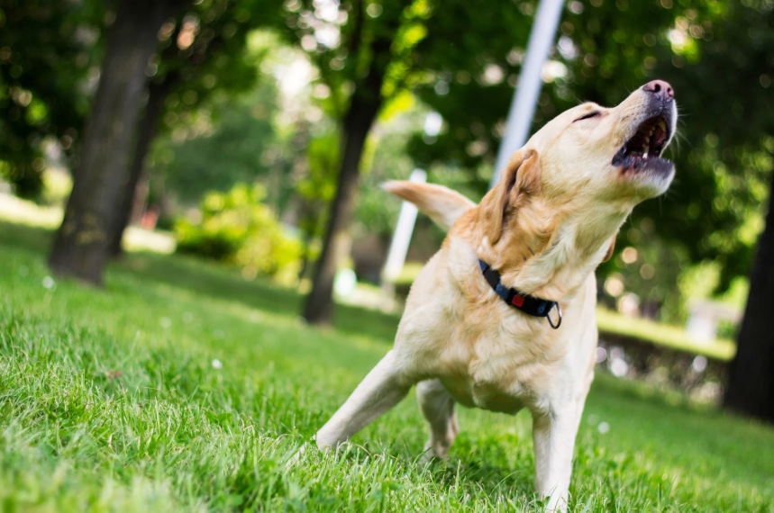 Signs Your Dog Is Uncomfortable Around People