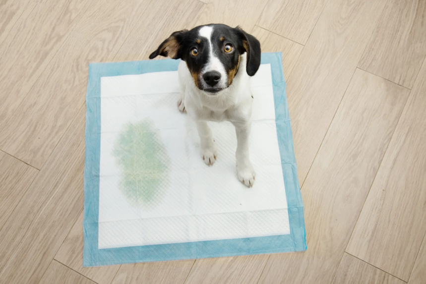 How to Tell If Your Puppy Needs Something vs Just Protesting