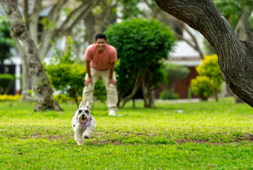 What to Do When Your Dog Doesn't Come