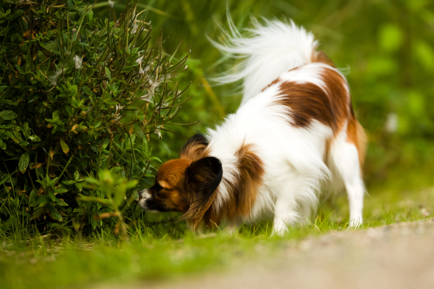 3. Nose Work and Scent Games