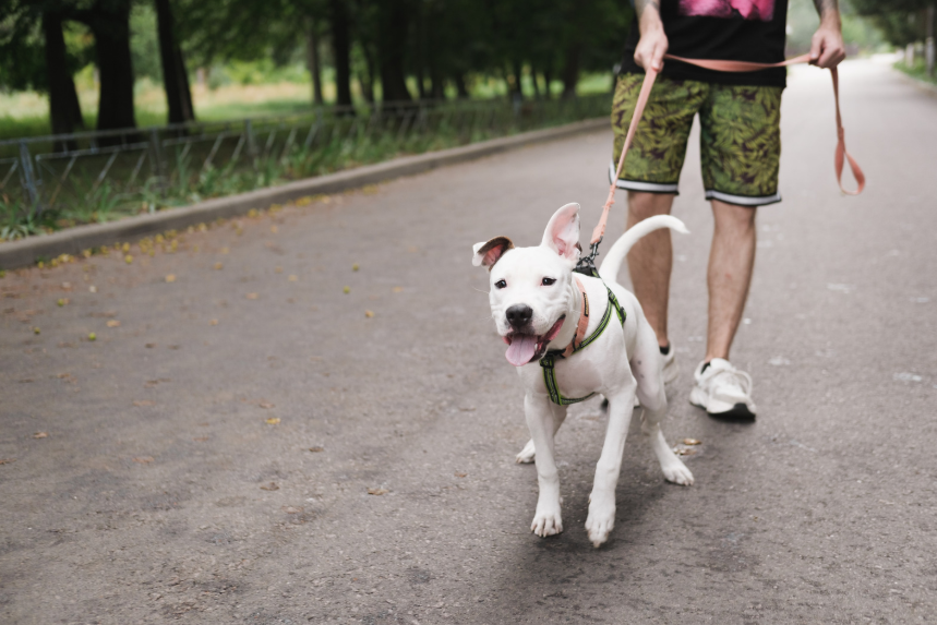 2. Leash Pulling