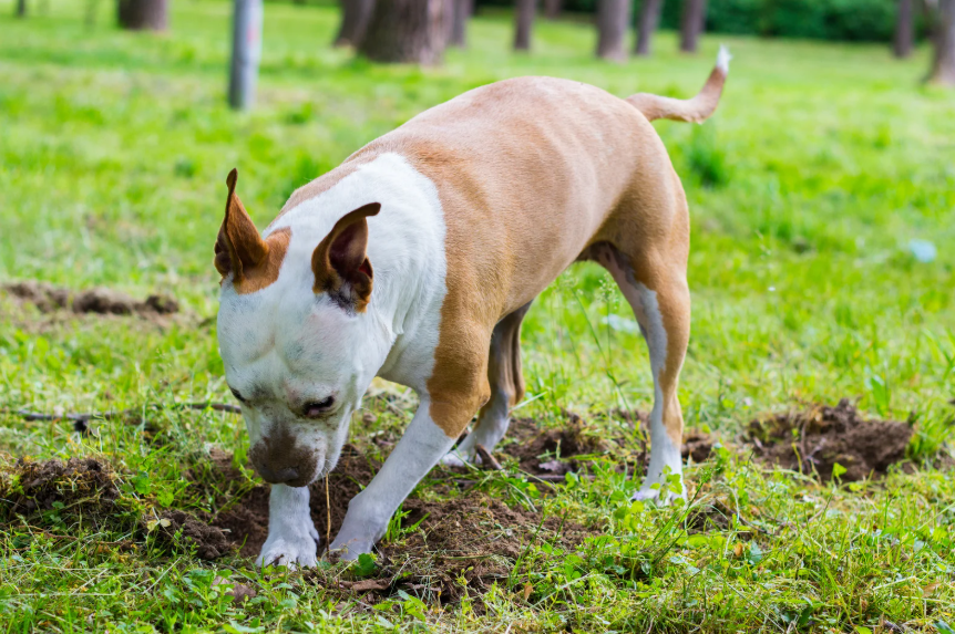 4. Destructive Chewing and Digging