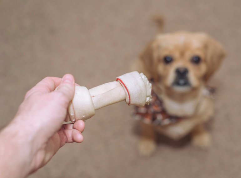 Structured Obedience Commands: Building the Foundation Every Dog Needs