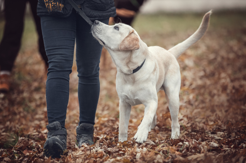 How to Choose the Right Method for Your Dog