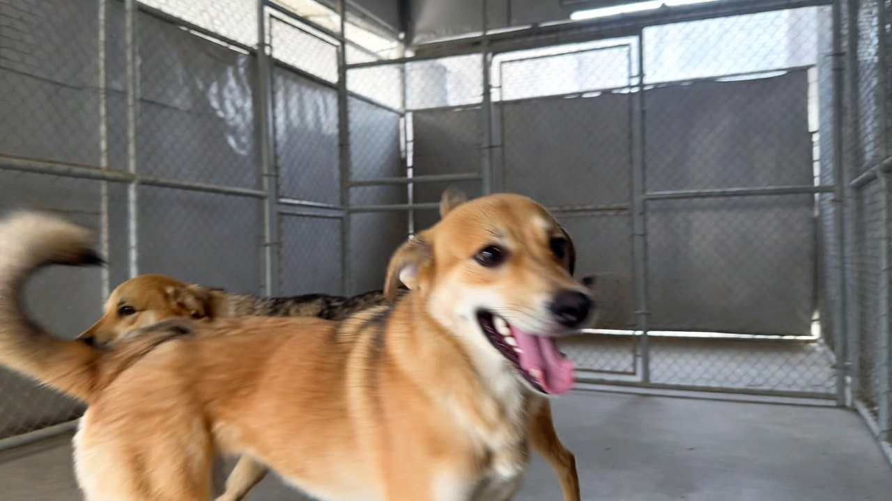 How Dog Daycare Helps Dogs With Separation Anxiety