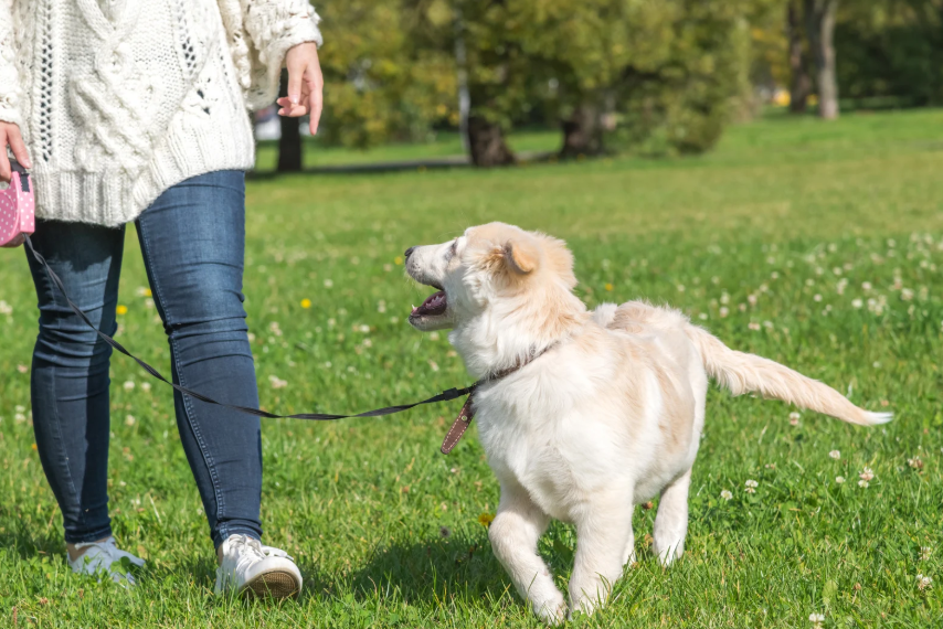 Common Mistakes That Keep Dogs Pulling