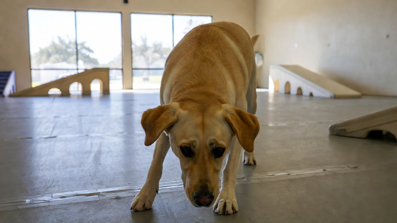 How to Prepare Your Dog for Their First Day of Frisco Daycare
