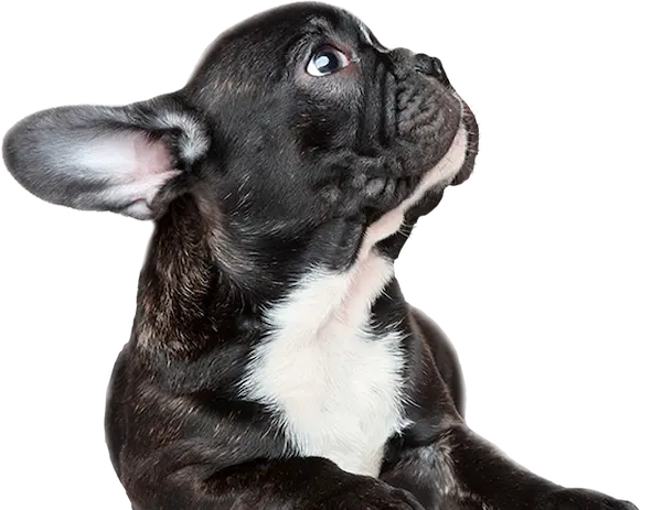 Happy dog representing All Dogs Unleashed franchising benefits