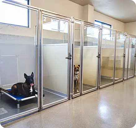 Dogs comfortably resting at All Dogs Unleashed boarding facility