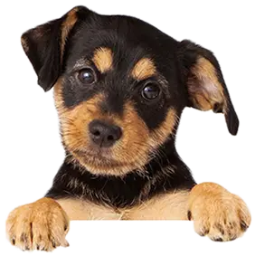 Dog receiving HydroSurge® hypoallergenic bath at grooming center