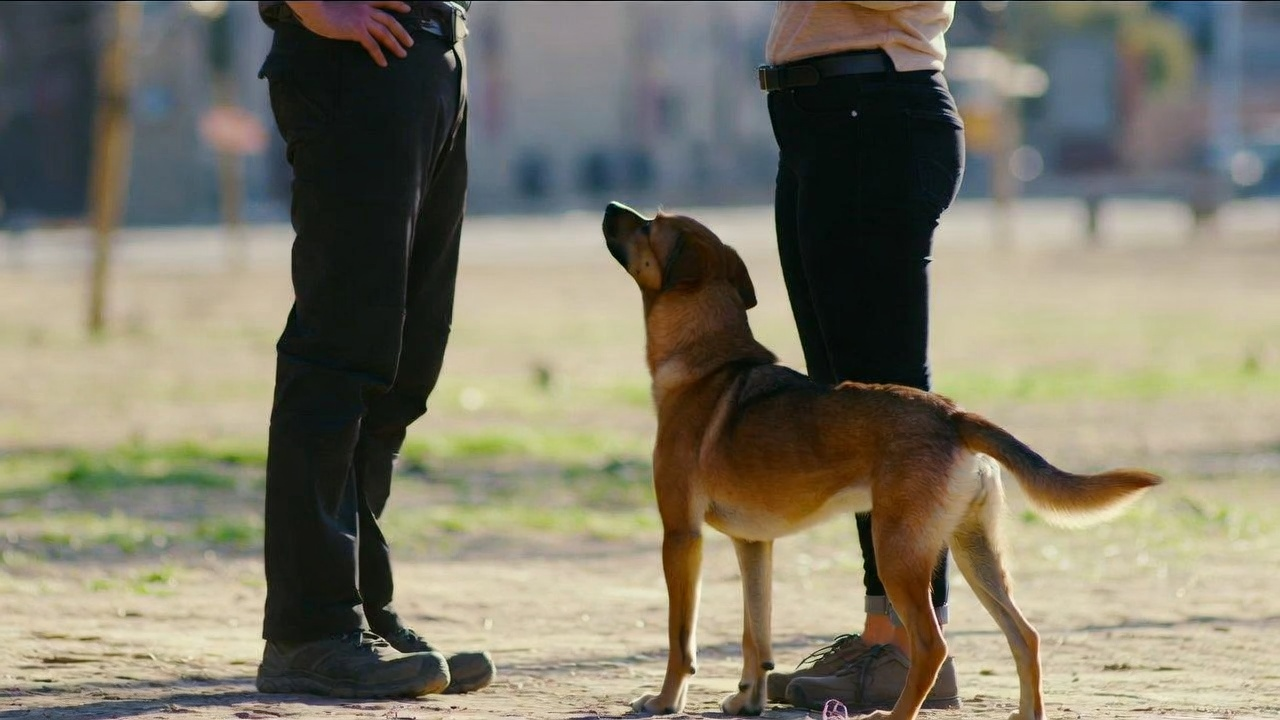 Questions to Ask a Dog Trainer in Oklahoma City Before Committing