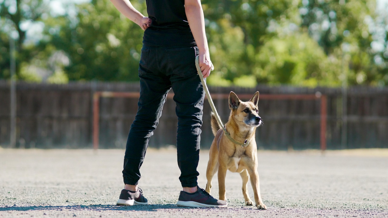 What to Look for in a Dog Trainer in Oklahoma City