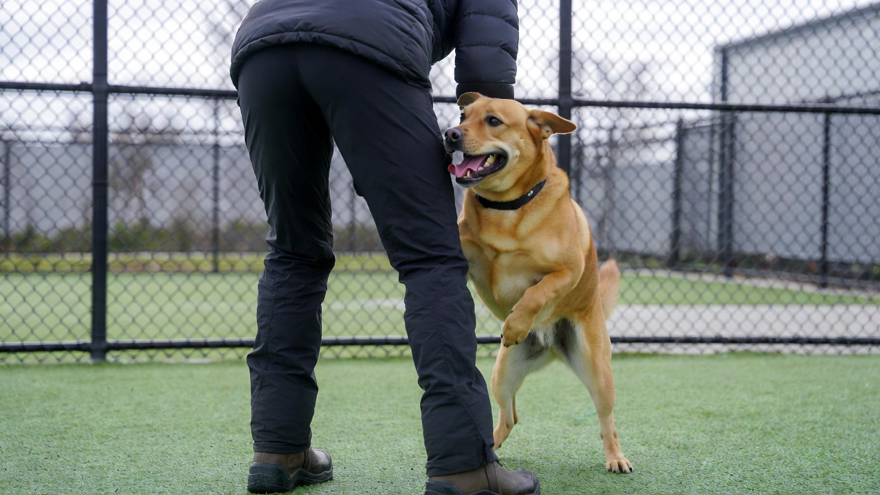 Tips for Managing a Reactive Dog in Oklahoma City