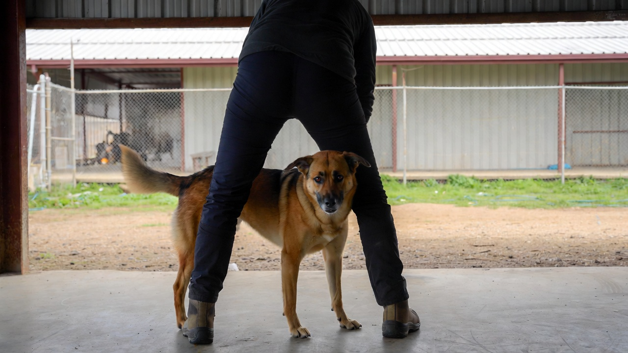 What to Expect From Reactive Dog Training in Oklahoma City