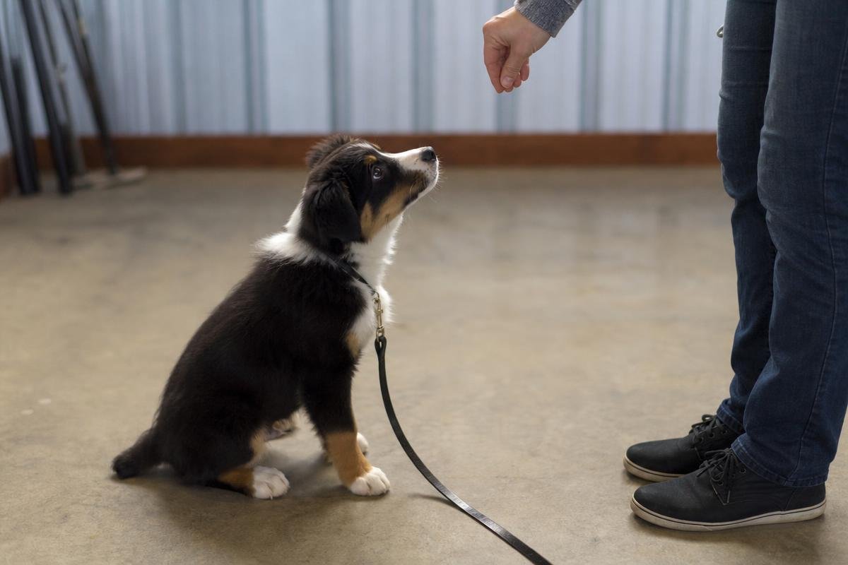 puppy training schedule Oklahoma City early developmental session