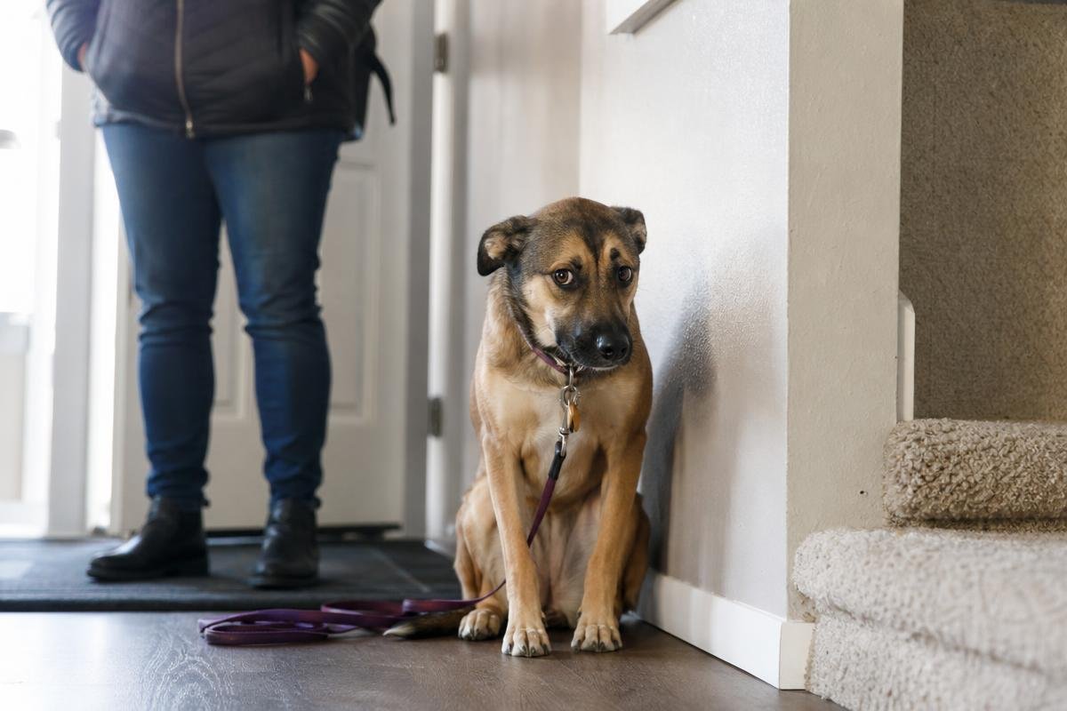 rescue dog training Oklahoma City new adoption adjustment period