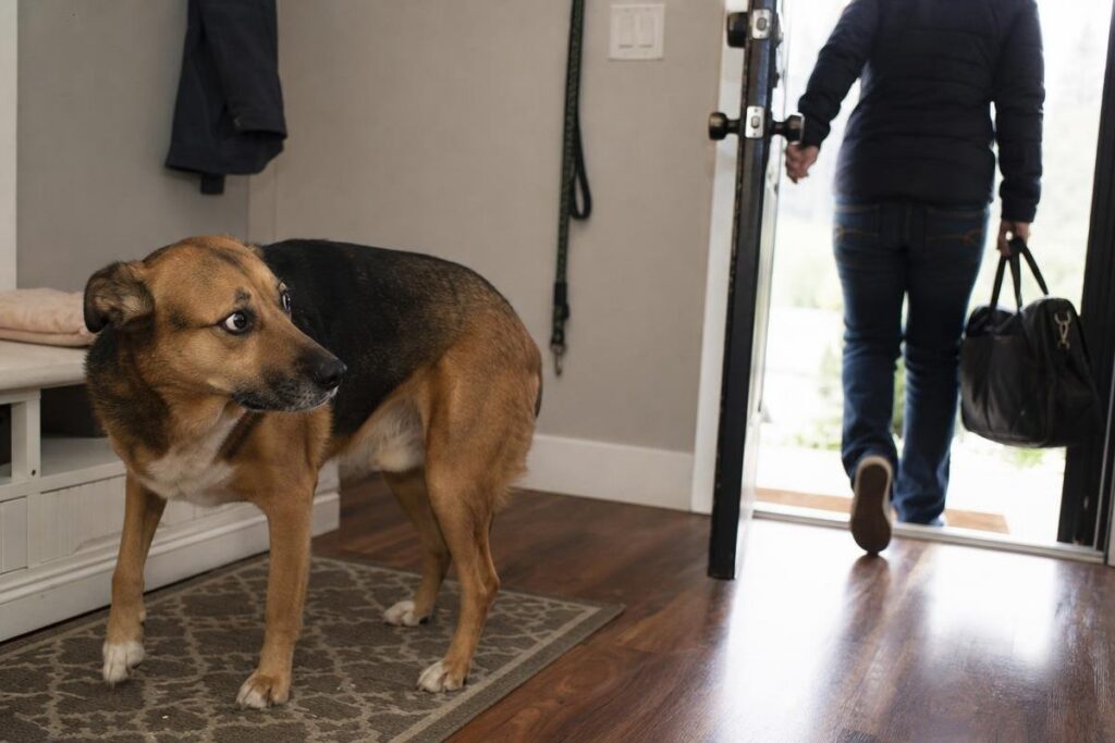 Chewed and scratched interior door frame showing exit-focused destruction from an anxious dog in an Oklahoma City home