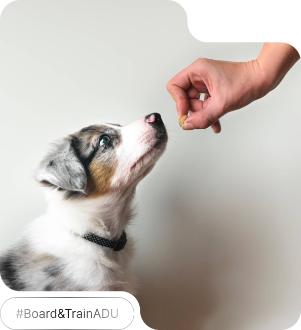 Dog training session for obedience with professional trainer