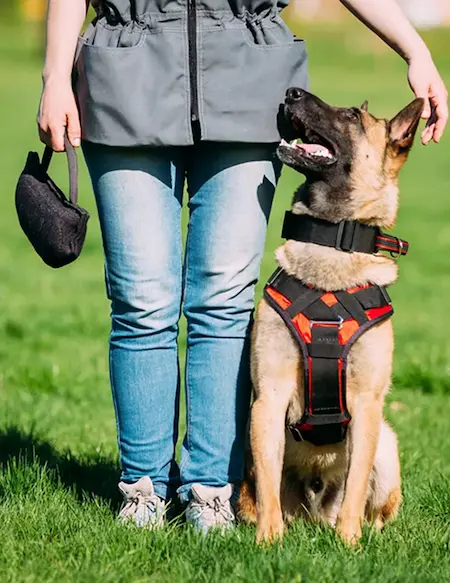 Dog learning obedience at All Dogs Unleashed training center