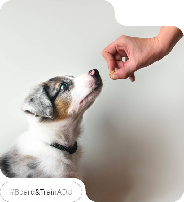 Dog training session for obedience with professional trainer