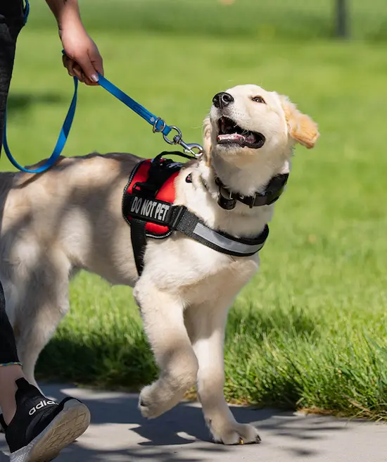 Trainer working with dog during board and train program