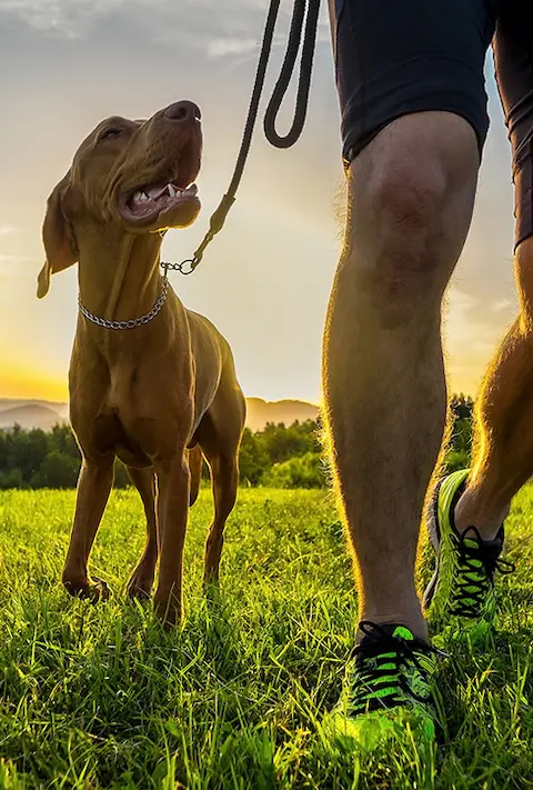 Dog practicing commands at Dallas training facility