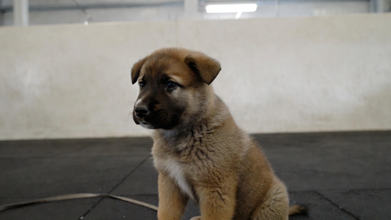 What to Expect From Puppy Training in Shreveport
