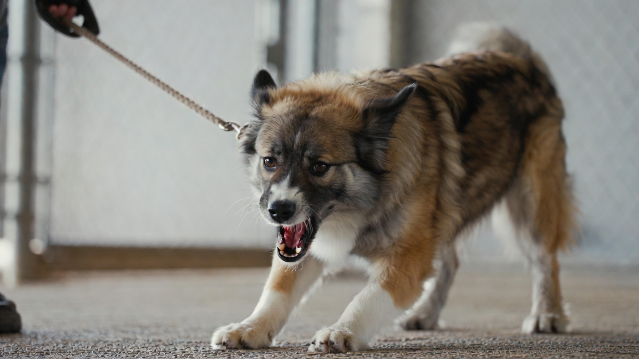 Why Does My Dog React on Leash?