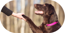 Trainer working with a small dog in home training session in Dallas