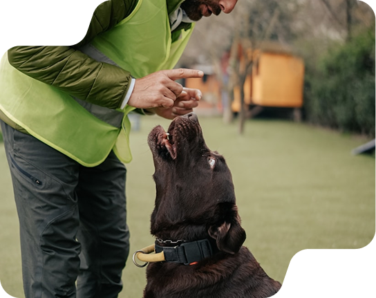 Dog Training
